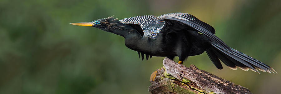 Anhinga Photograph - Anhinga Anhinga Anhinga, Costa Rica by Panoramic Images
