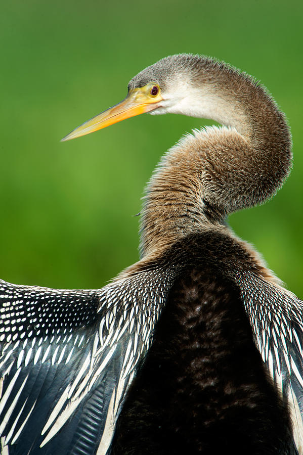 Anhinga Photograph - Anhinga Anhinga Anhinga, Pantanal by Panoramic Images