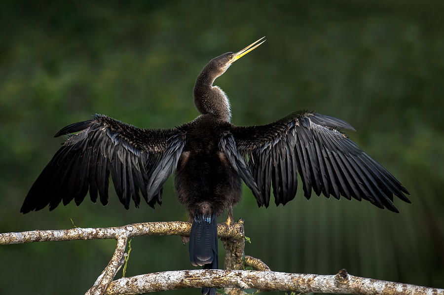 Anhinga Photograph - Anhinga Anhinga Anhinga Perching by Panoramic Images