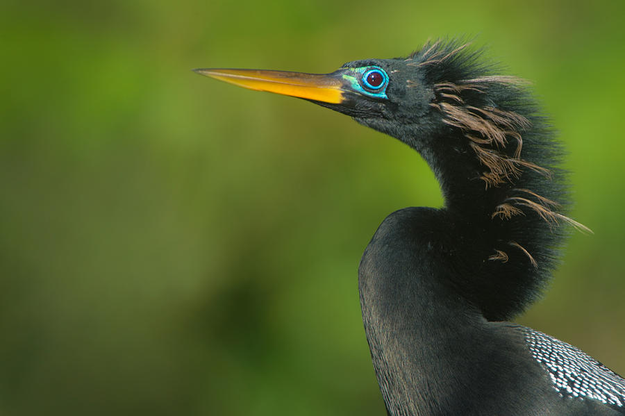 Anhinga Photograph - Anhinga Anhinga Anhinga, Tortuguero by Panoramic Images