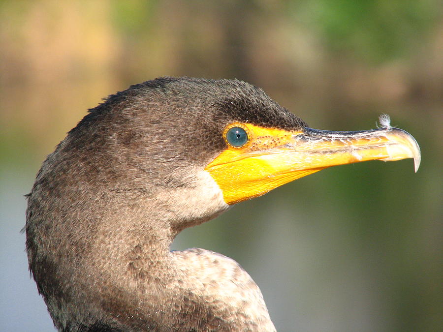 Anhinga Blue Eye Photograph by Vic Delnore