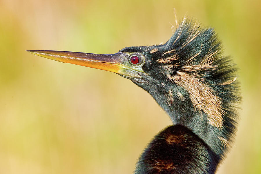 Anhinga Close Up Photograph by Jerry Fornarotto
