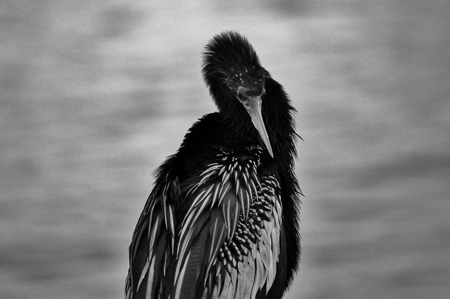 Anhinga Feathers Photograph by Cynthia Guinn