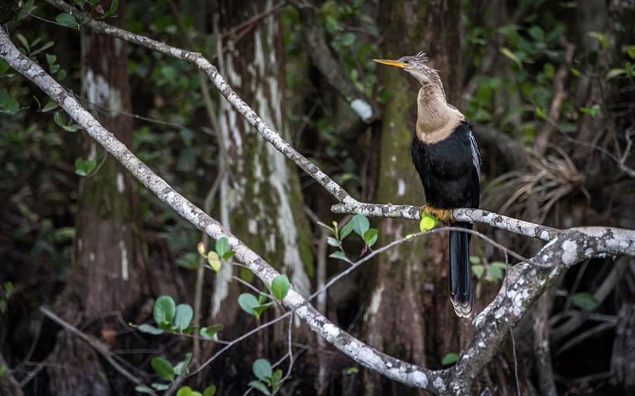 Anhinga Photograph by Framing Places