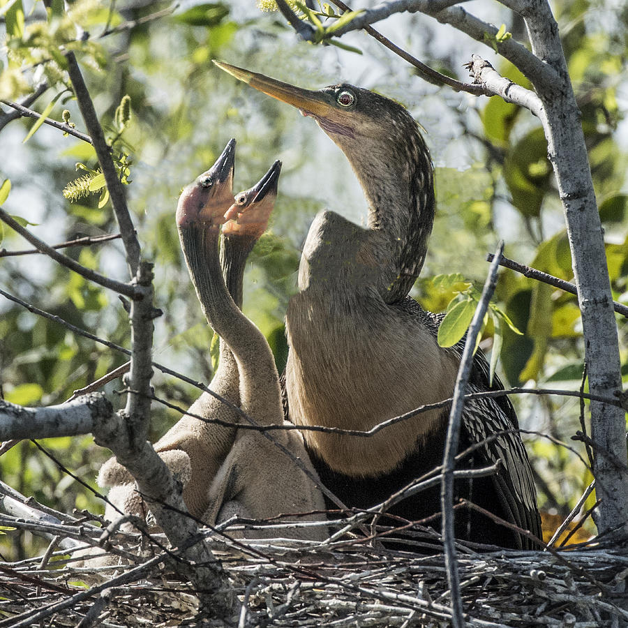 Anhinga In Nest With Her Chicks Photograph by William Bitman