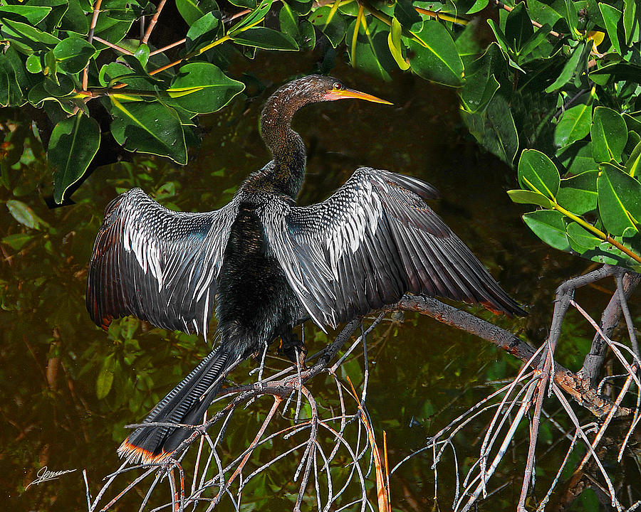 Anhinga in the Mangroves Photograph by Phil Jensen