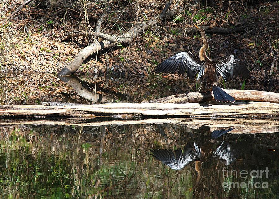 Anhinga in the Swamp Photograph by Carol Groenen