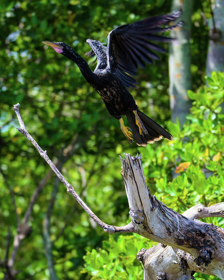 Anhinga Launching Itself from a Dead Tree Photograph by Artful Imagery