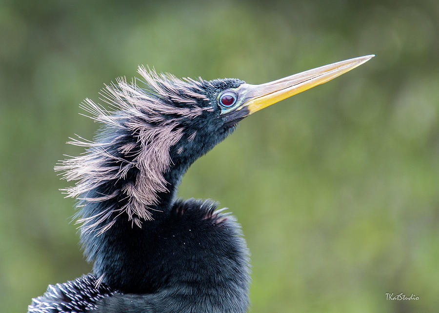 Anhinga - Like My Doo Photograph by Tim Kathka