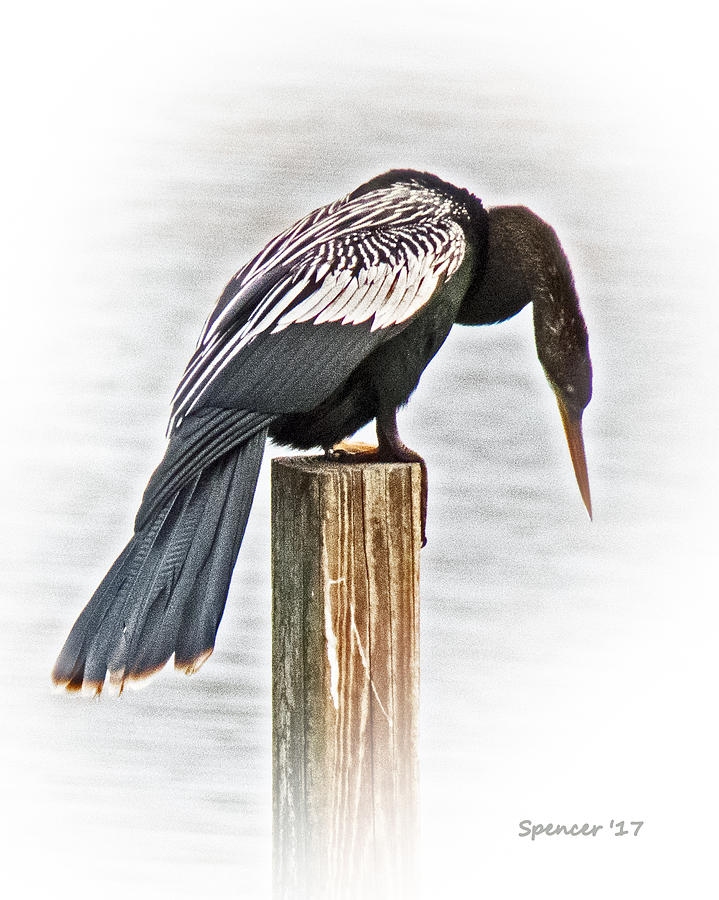 Anhinga Male Photograph by T Guy Spencer