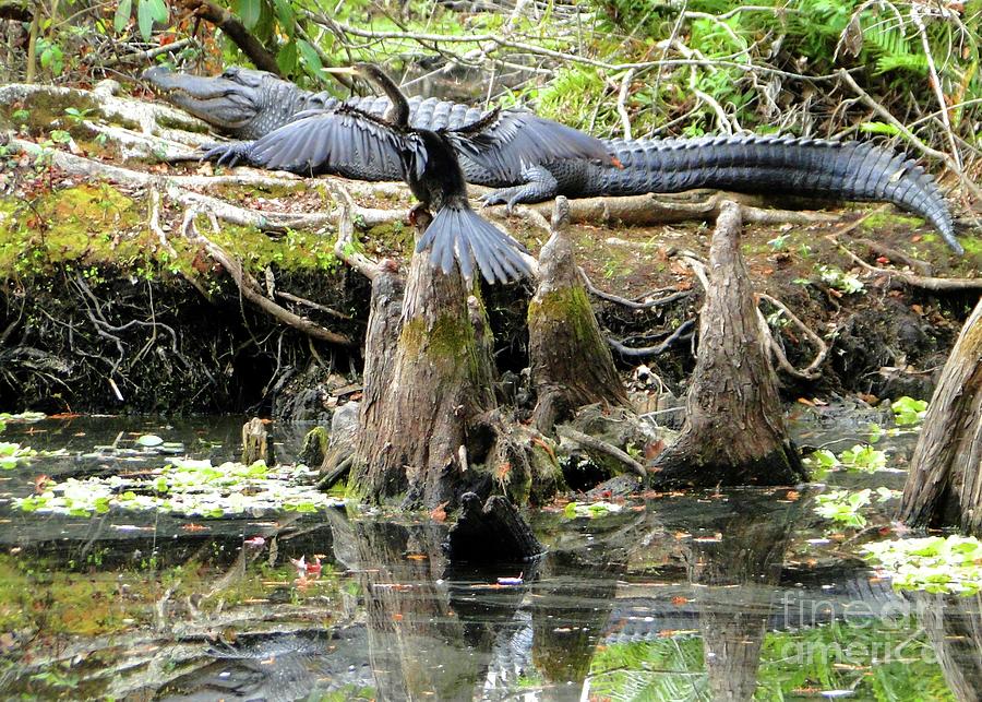 Anhinga Measuring Alligator Photograph by Barbie Corbett-Newmin