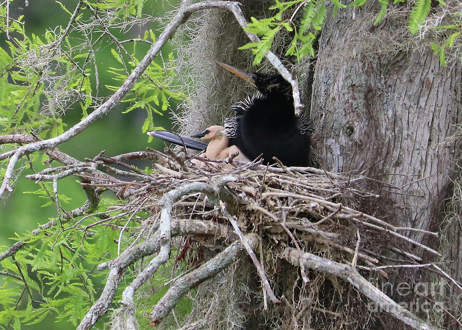 Anhinga Nest with Baby and Papa Photograph by Carol Groenen