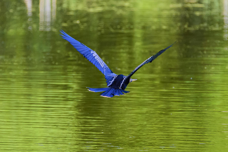 Anhinga Photograph - Anhinga on the Wing over Green Water by Steve Samples