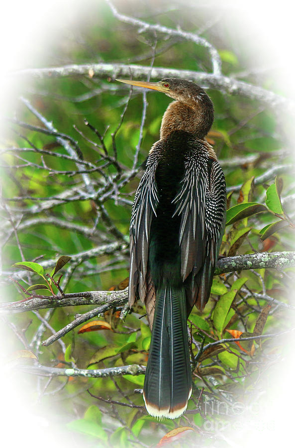 Anhinga Over the Shoulder Look Photograph by Tom Claud
