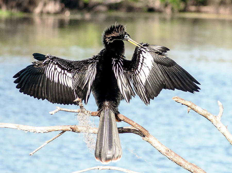 Anhinga Photograph - Anhinga Overlook by Norman Johnson Anhinga Photograph - Anhinga Overlook by Norman Johnson