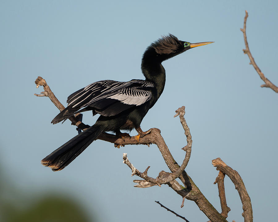 Anhinga Pearched Photograph by David F Hunter