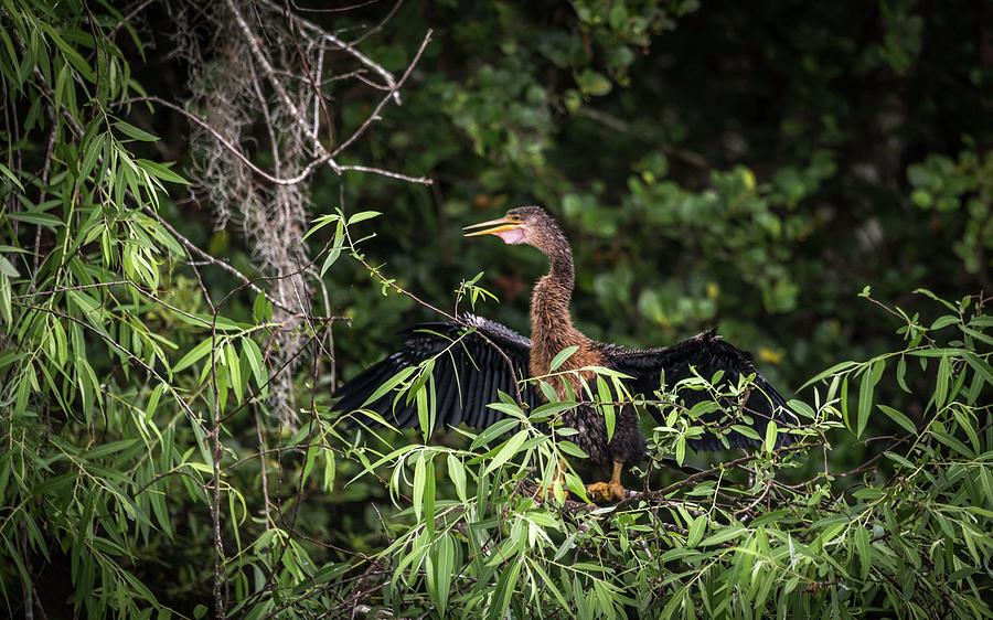 Anhinga sitting in a tree Photograph by Framing Places