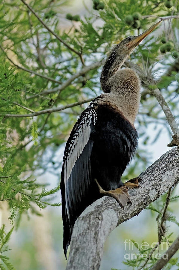 Anhinga Stare Photograph by Natural Focal Point Photography