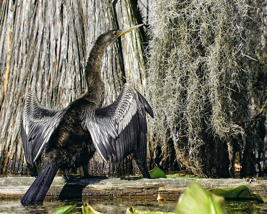 Anhinga Sunbathing in the swamp Photograph by Gary Neiss