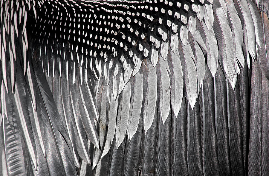 Anhinga Wing by Jon Reddin Photography Anhinga Wing by Jon Reddin Photography