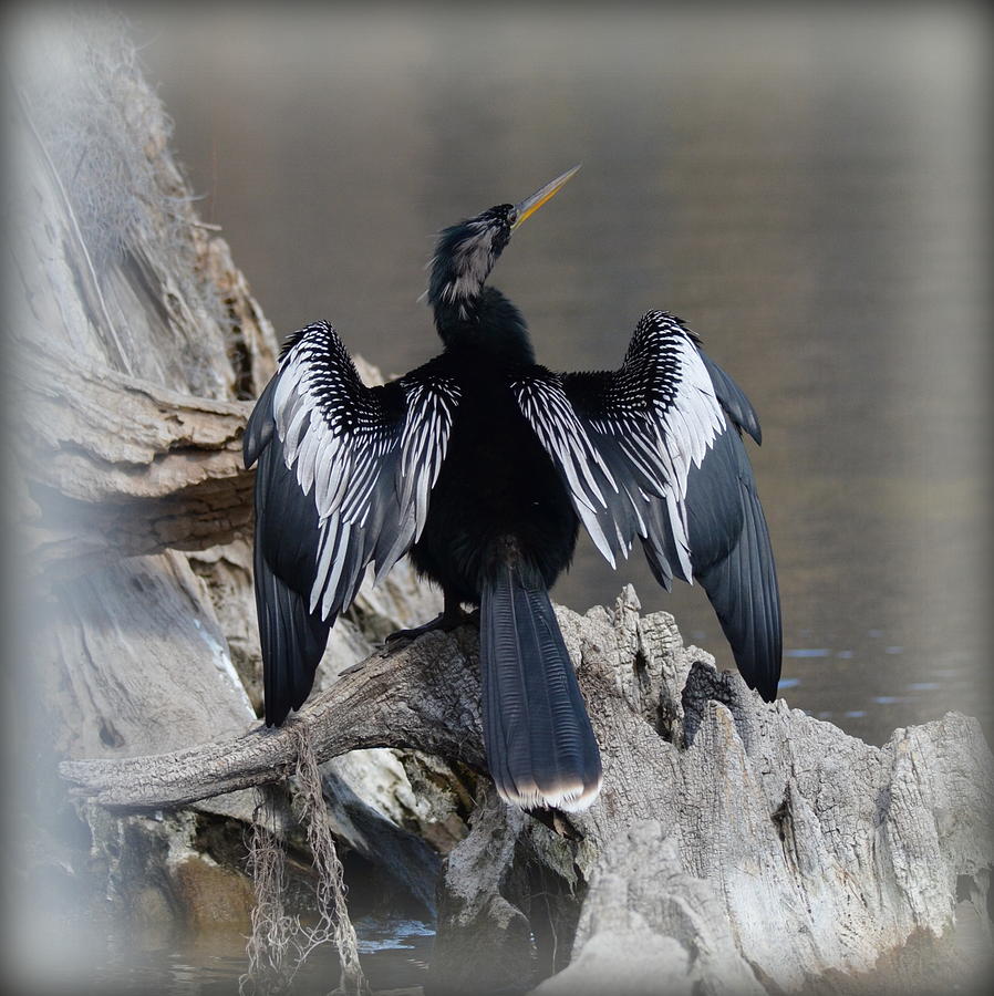 Anhinga Photograph - Anhinga with Outstretched Wings by Carla Parris