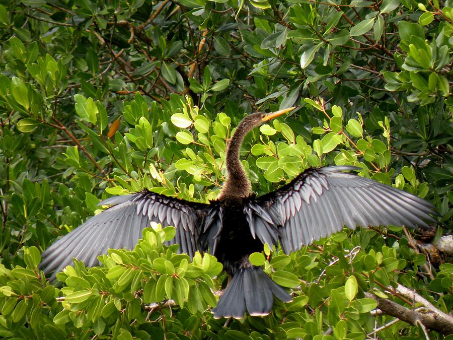 Anhinga with Silver Wings Photograph by Rosalie Scanlon