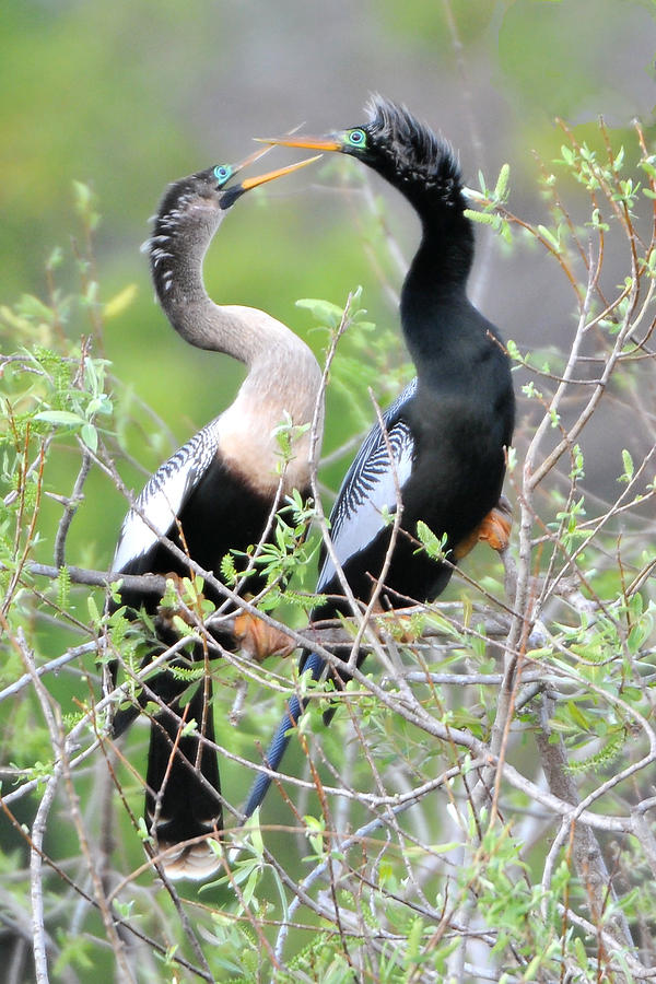 Anhingas Courting Photograph by Alan Lenk