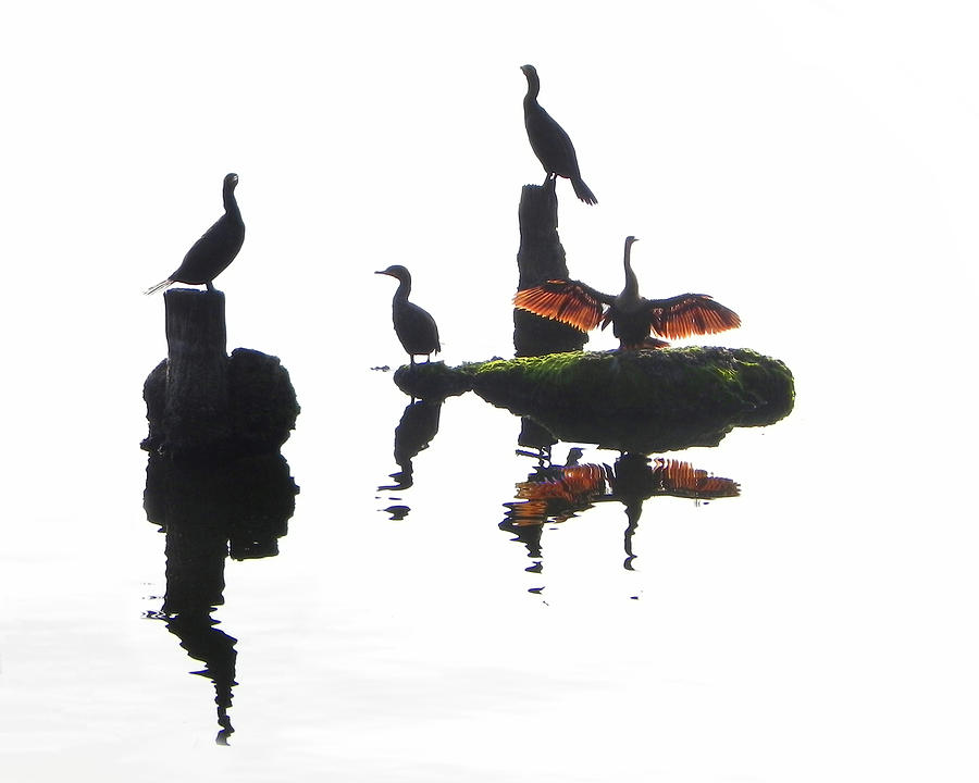 Anhingas Sunning Photograph by Frances Miller