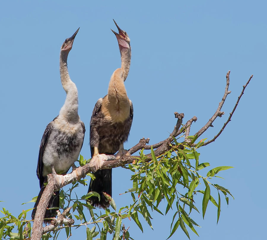 Anhingas Waiting for Dinner Photograph by Richard Goldman
