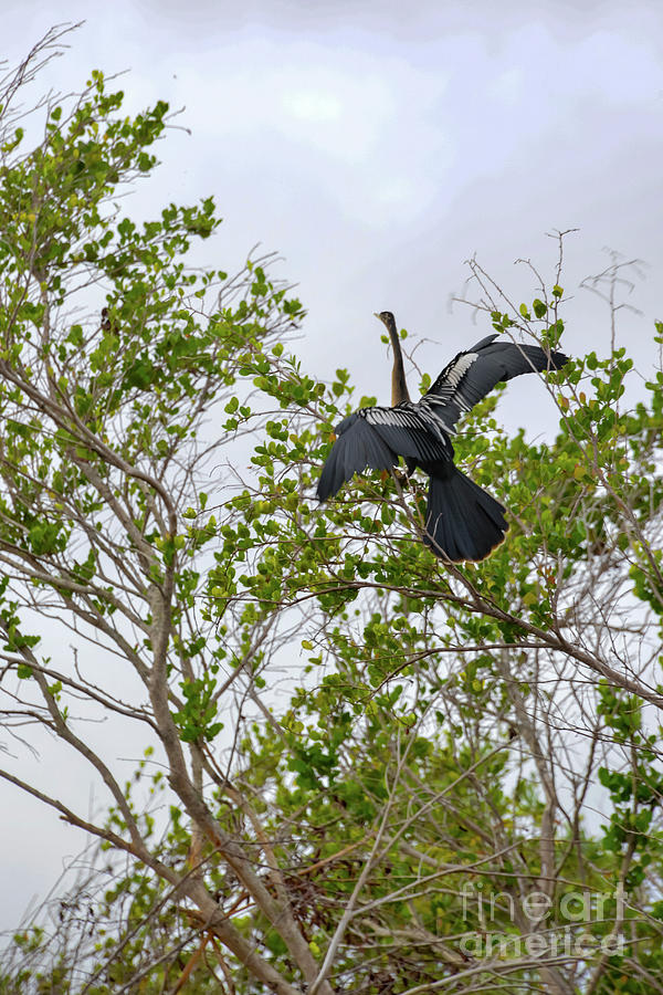 Anhingas with Wings Spread Photograph by Bob Phillips