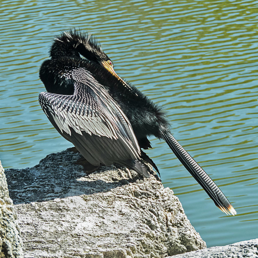 Anhingha Bird Preening Photograph by Bob Slitzan