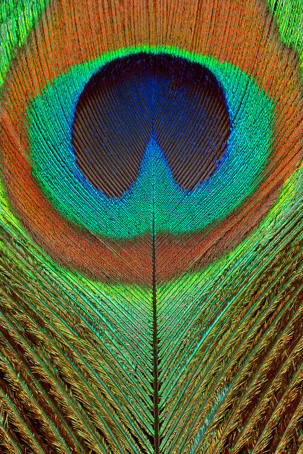 Peacock Photograph - Animal - Bird - Peacock Feather by Mike Savad