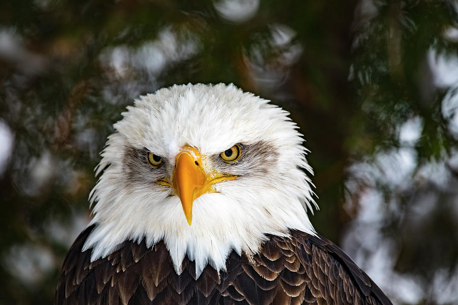 Animal - Bird - Bald Eagle Close Up Photograph by CJ Park