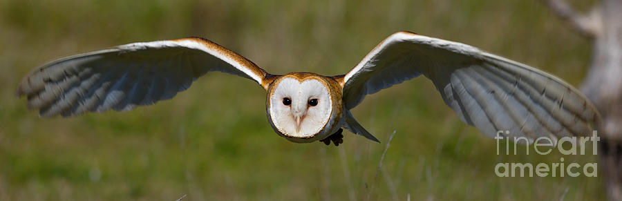Owl Photograph - Animal - Bird - Barn Owl Flying at You by CJ Park
