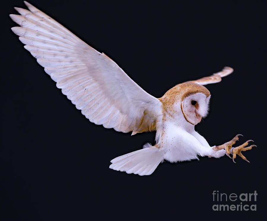 Animal - Bird - Barn Owl in flight with talons out Photograph by CJ Park
