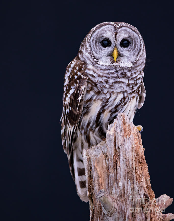Owl Photograph - Animal - Bird - Barred Owl by CJ Park