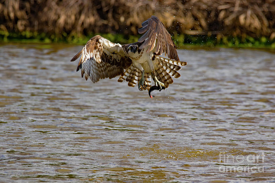 Talons Photograph - Animal - Bird - Osprey Flying Off With a Fish by CJ Park