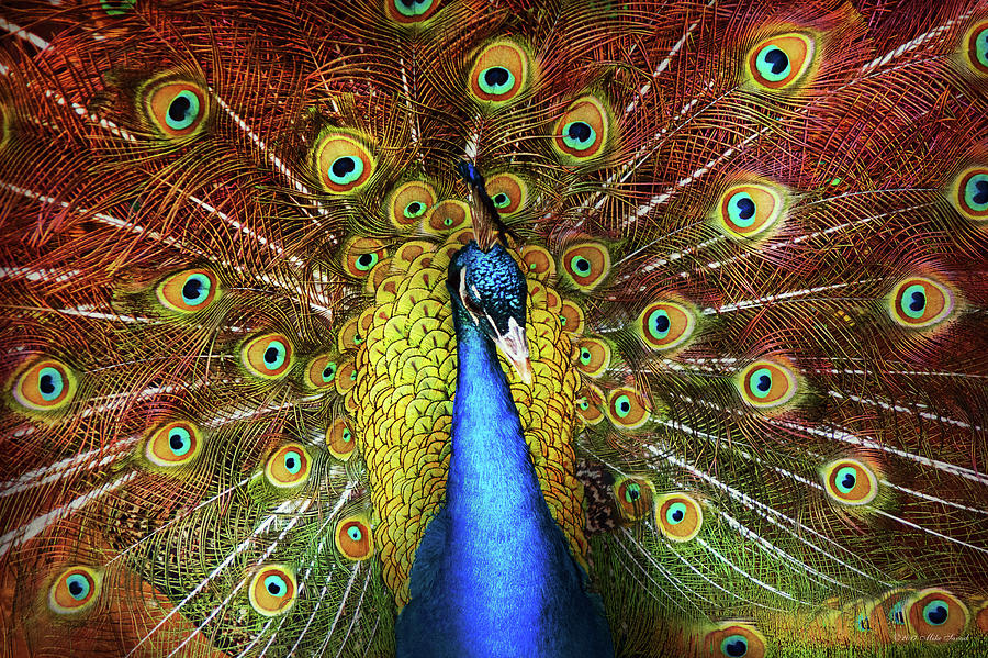 Peacock Photograph - Animal - Bird - Peacock proud by Mike Savad