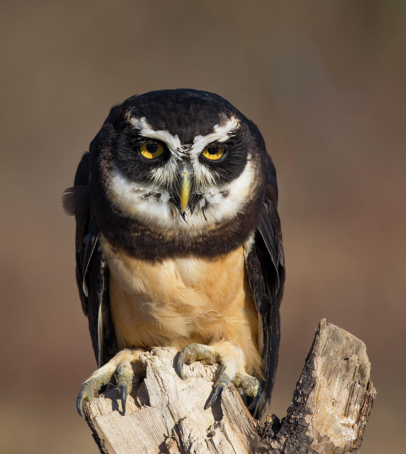 Owl Photograph - Animal - Bird - Spectacled Owl by CJ Park