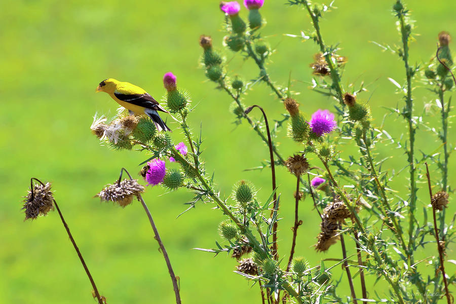 Summer Photograph - Animal - Bird - Thistle me a song by Mike Savad
