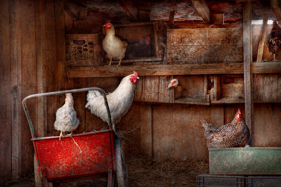 Chicken Photograph - Animal - Chicken - The duck is a spy  by Mike Savad