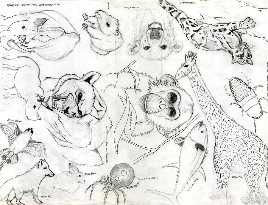 Giraffe Drawing - Animal Collage by Gerard  Schneider Jr