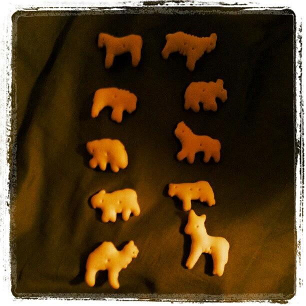 Animal Cracker S....you Call These Photograph by Heather Tyndall