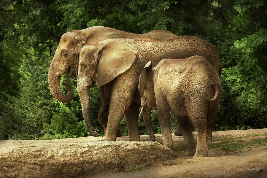 Nature Photograph - Animal - Elephant - Tight knit family by Mike Savad
