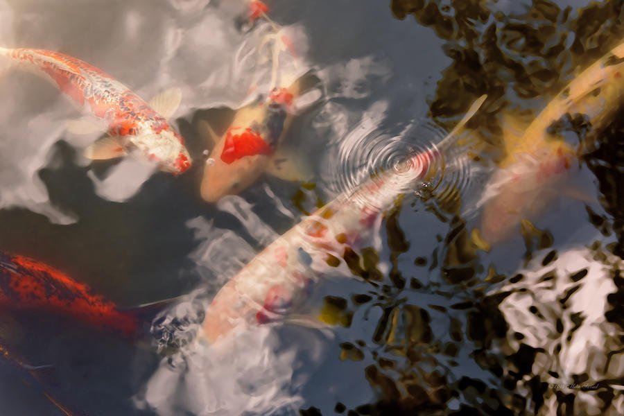 Animal - Fish - Being koi Photograph by Mike Savad