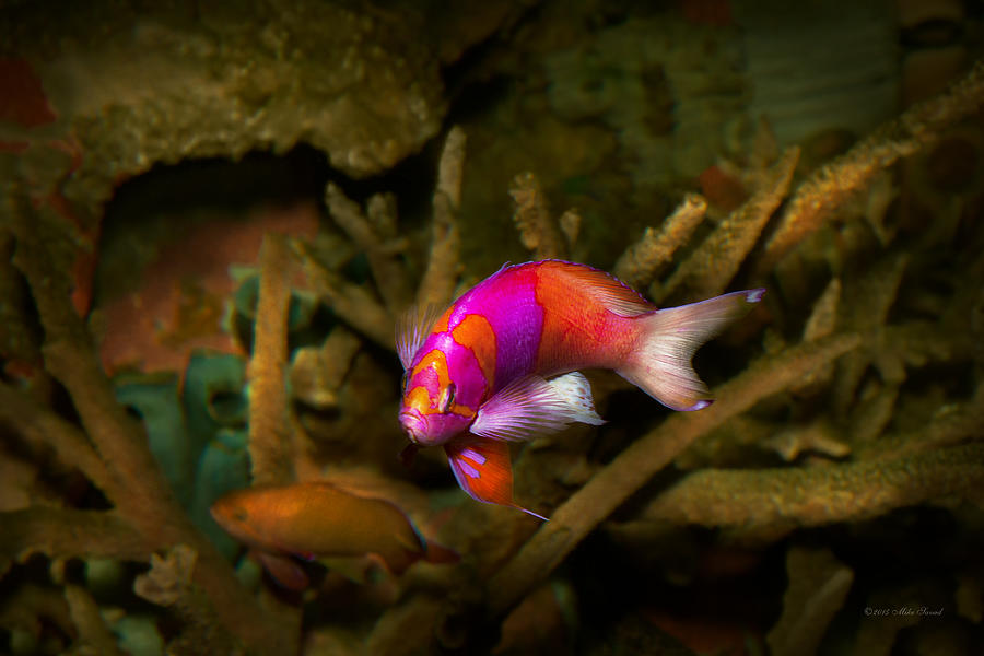 Fish Photograph - Animal - Fish - Pseudanthias pleurotaenia  by Mike Savad