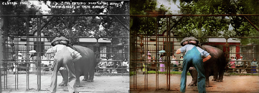 Animal - Hippo - Stupid human tricks 1910 - Side by Side Photograph by Mike Savad