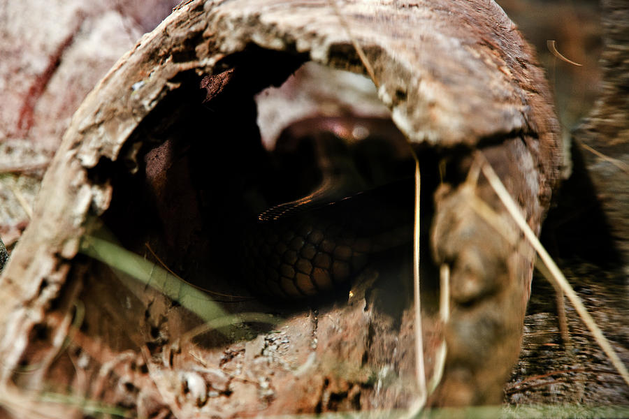 Snake Photograph - Animal Homes - Eastern Brown by Miroslava Jurcik