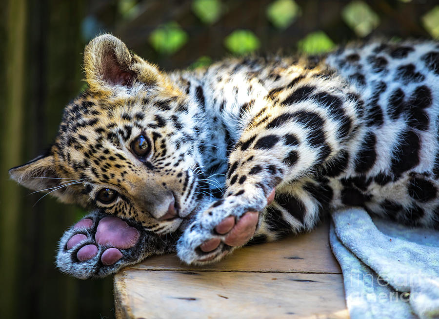 Cat Photograph - Animal - Jaguar - Baby Penny by CJ Park