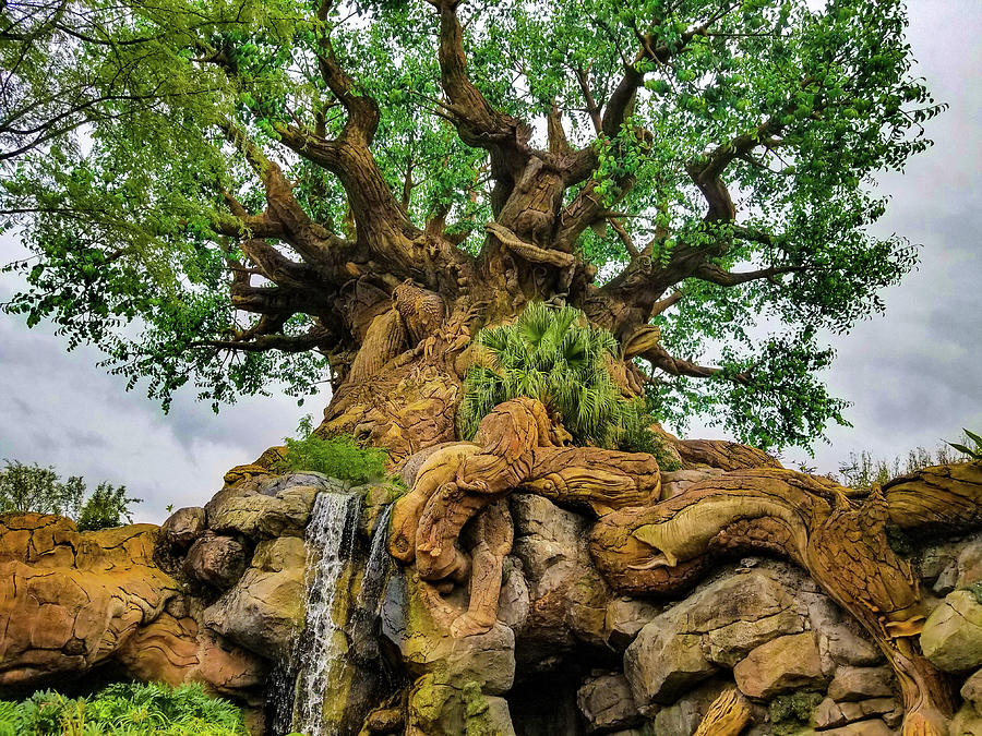 Animal Kingdom Tree Of Life Photograph by Ashton Cillo
